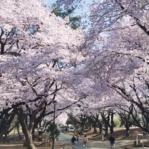 稲荷山桜まつり過去画像ピンク色