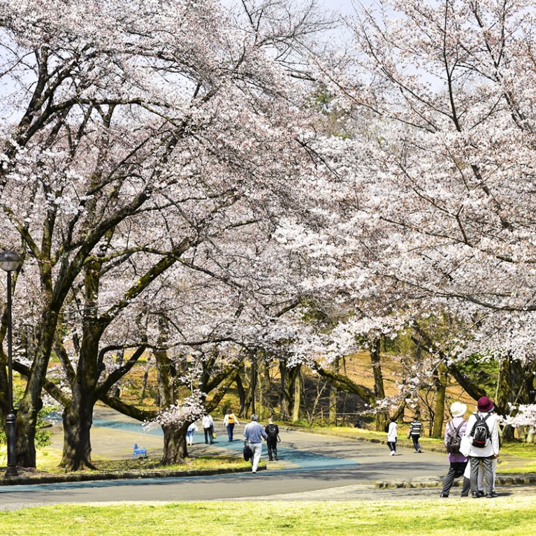 稲荷山桜まつり過去写真