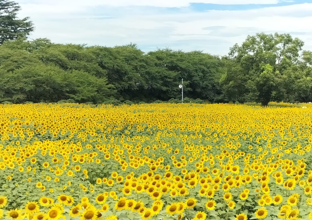 県営権現堂公園（4号公園）のひまわり