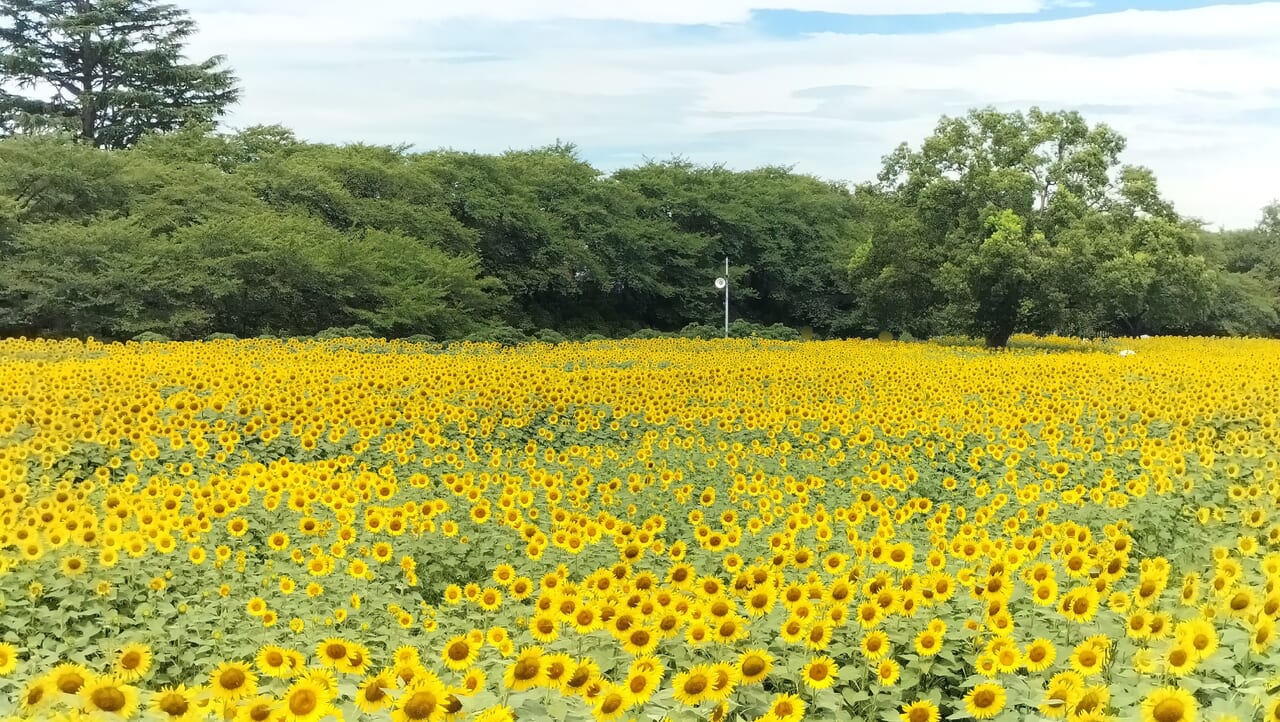 県営権現堂公園（4号公園）のひまわり