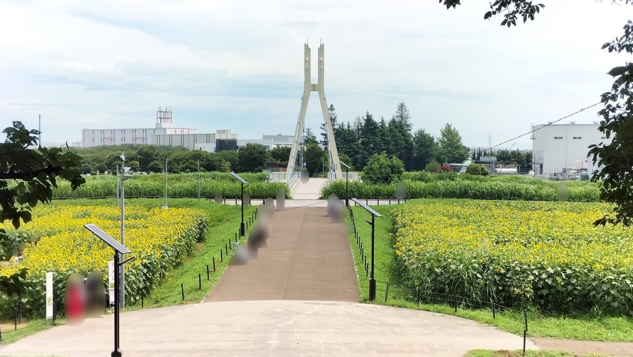 県営権現堂公園（4号公園）の外野橋