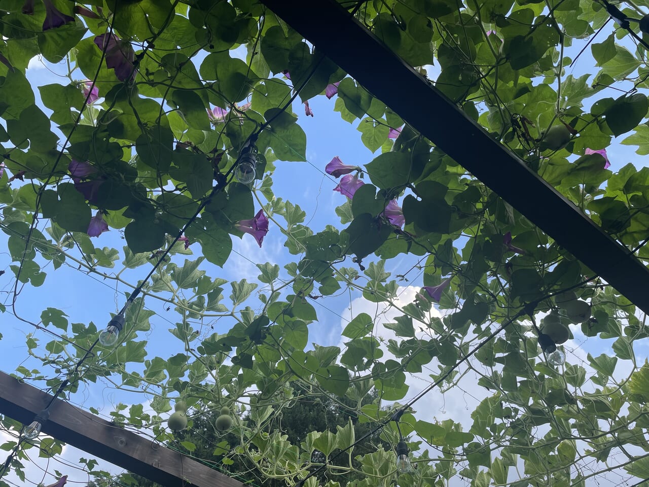 夏の空