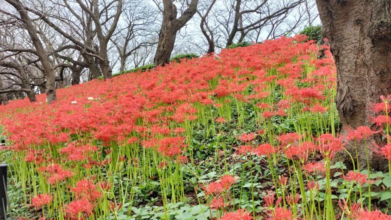 「県営権現堂公園（4号公園）」の「曼珠沙華」