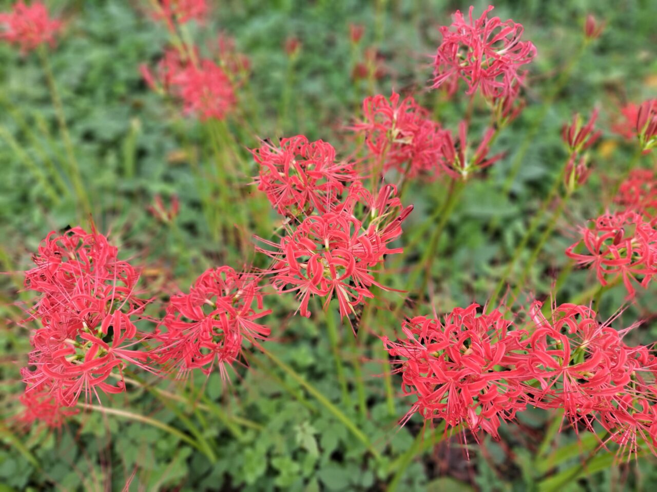 「県営権現堂公園（4号公園）」の「曼珠沙華」