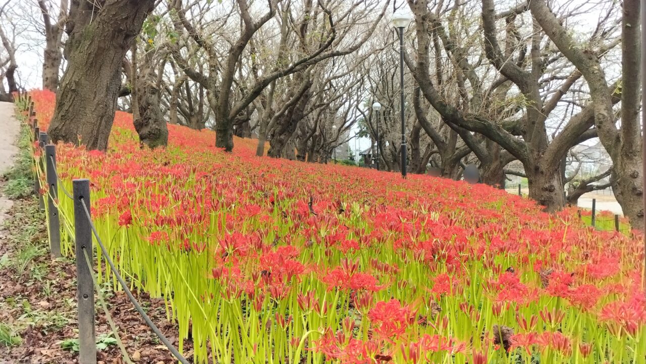 「県営権現堂公園（4号公園）」の「曼珠沙華」