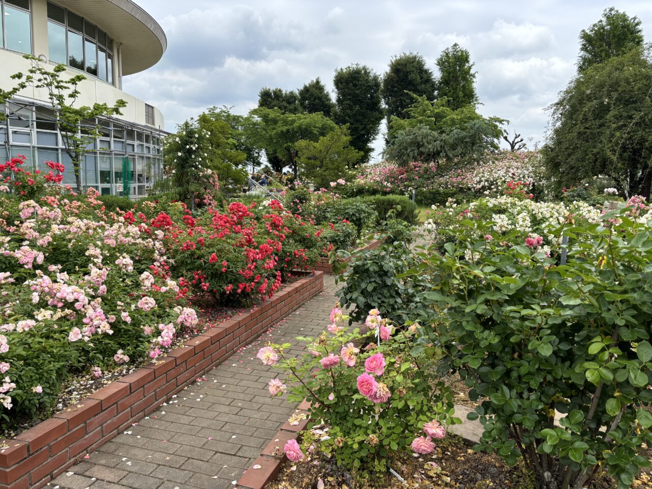 熊谷市バラ園