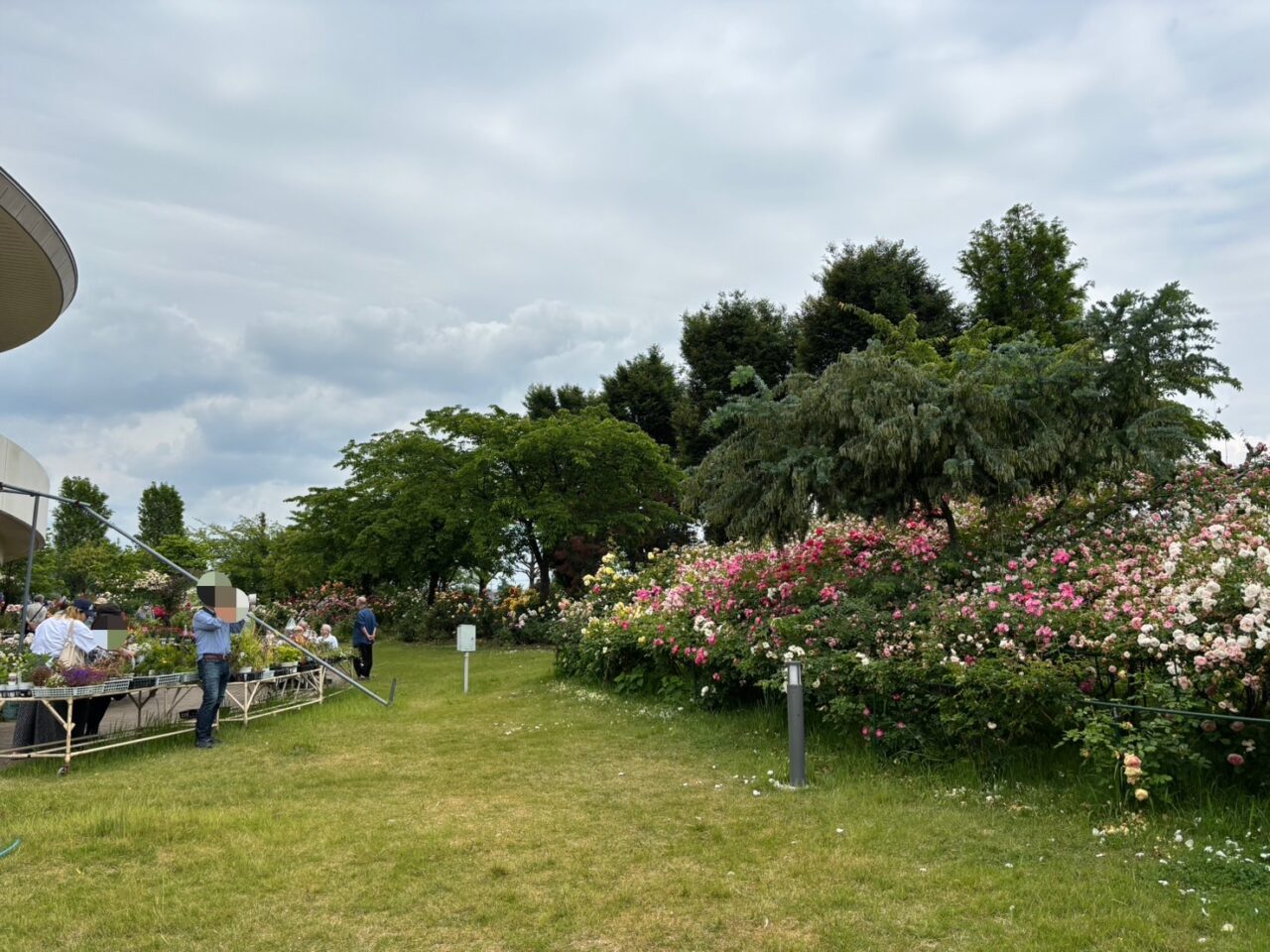 熊谷市バラ園
