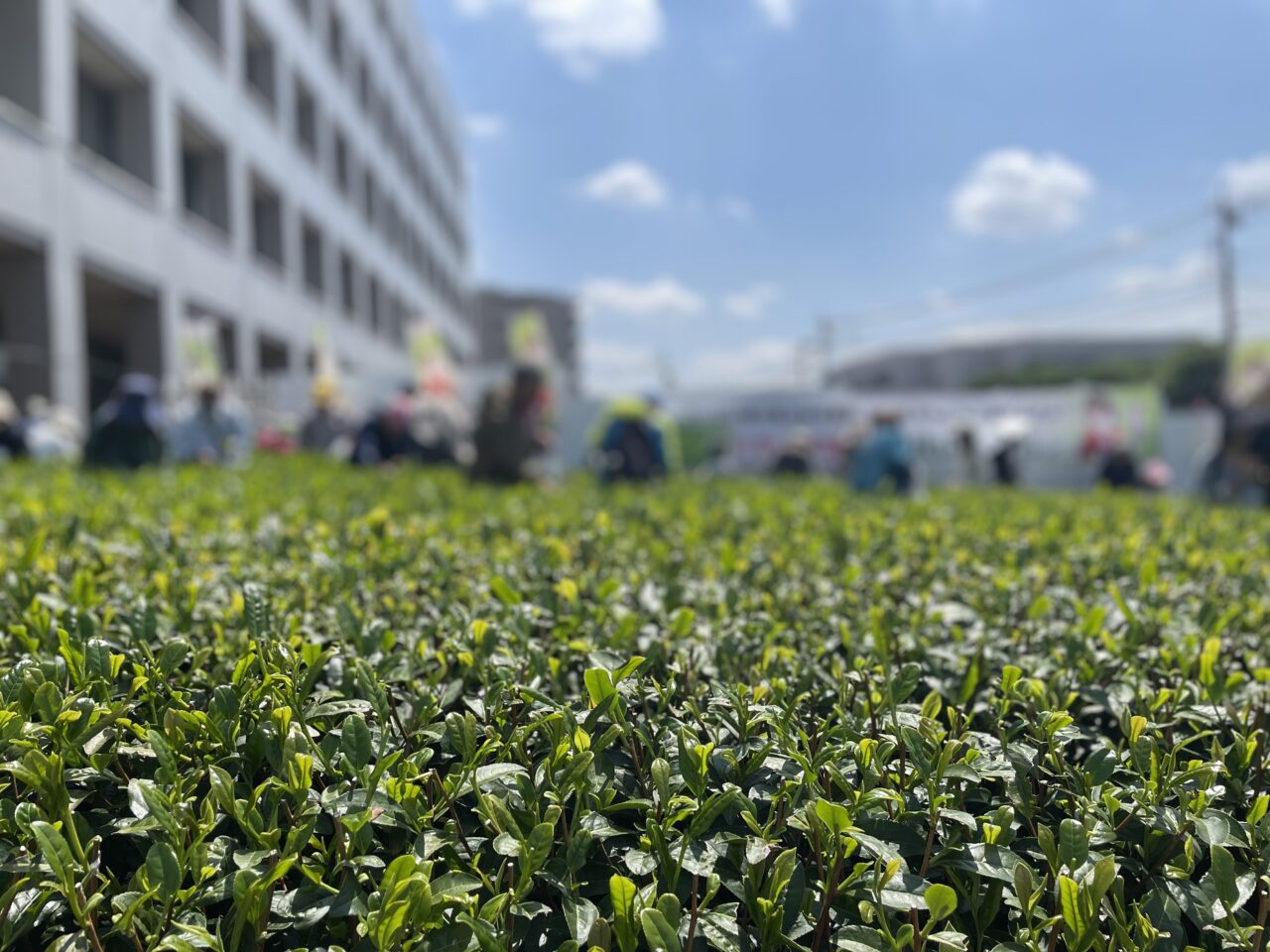 202505新茶まつり