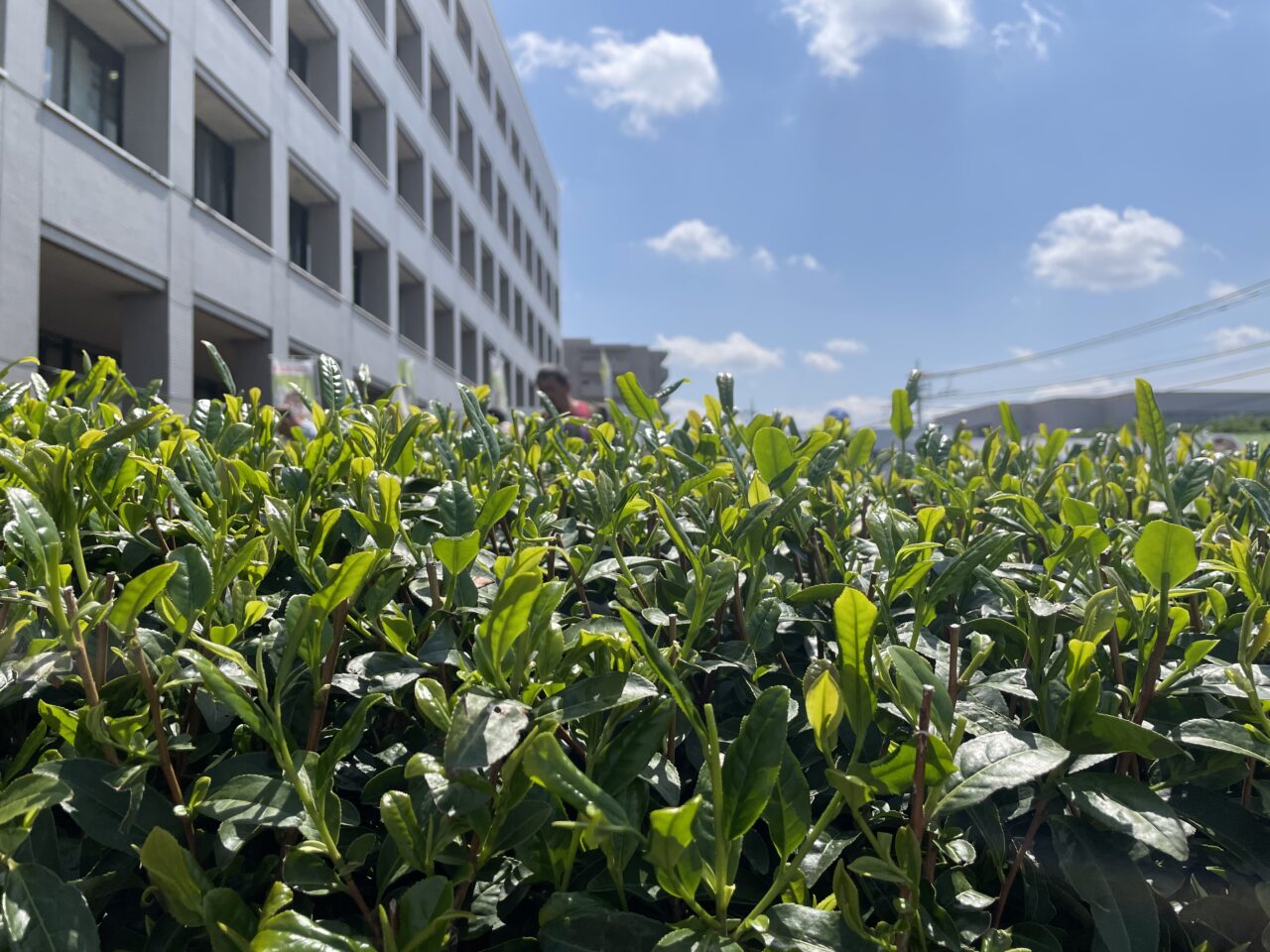 市役所茶畑1